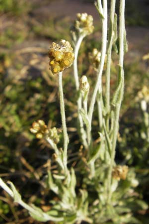 Helichrysum luteoalbum / Jersey Everlasting Daisy, D Heidelberg 30.7.2009