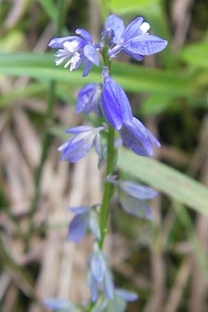 Polygala alpestris \ Voralpen-Kreuzblume, Berg-Kreuzblmchen / Alpine Milkwort, D Berchtesgaden 20.6.2011