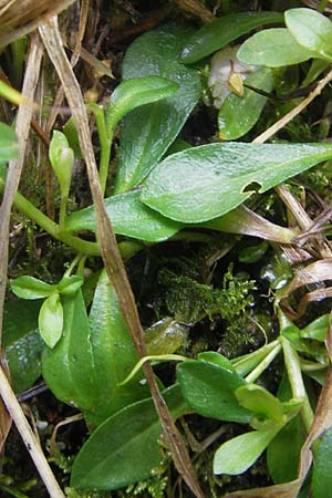 Polygala alpestris \ Voralpen-Kreuzblume, Berg-Kreuzblmchen / Alpine Milkwort, D Berchtesgaden 20.6.2011