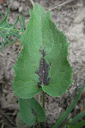 Phyteuma spicatum \ Weie Teufelskralle, hrige Teufelskralle, D Weinheim an der Bergstraße 16.5.2006