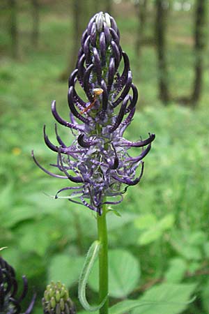 Phyteuma nigrum \ Schwarze Teufelskralle / Black Rampion, D Ramsen 21.5.2006