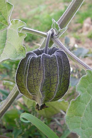 Physalis peruviana \ Kap-Stachelbeere, Andenbeere, D Leutershausen 13.10.2008