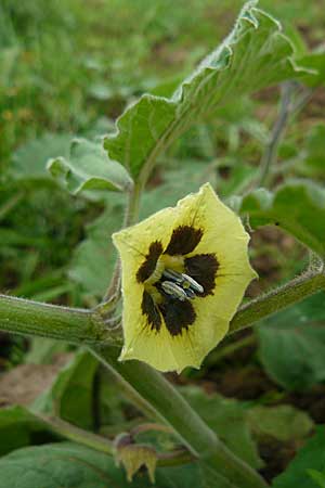 Physalis peruviana \ Kap-Stachelbeere, Andenbeere, D Leutershausen 12.9.2008