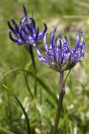 Phyteuma hemisphaericum \ Halbkugelige Teufelskralle / Horned Rampion, D Oberstdorf 22.6.2011