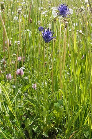 Phyteuma orbiculare \ Kugel-Rapunzel / Round-Headed Rampion, D Rhön, Wasserkuppe 30.5.2012