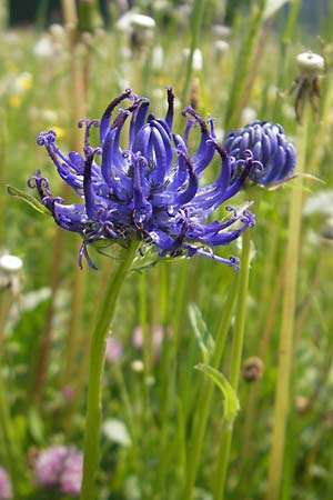 Phyteuma orbiculare \ Kugel-Rapunzel / Round-Headed Rampion, D Rhön, Wasserkuppe 30.5.2012