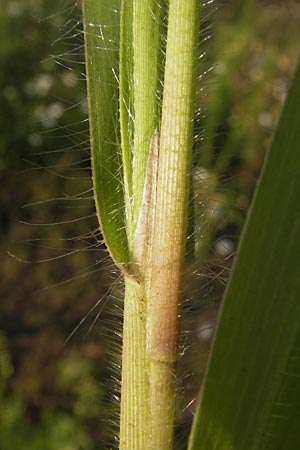 Panicum hillmanii \ Hillmans Rispen-Hirse / Hillman's Millet, D Mannheim 24.7.2012