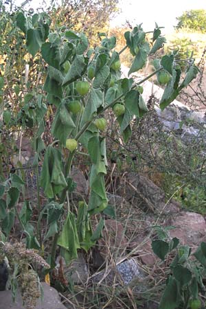 Physalis peruviana \ Kap-Stachelbeere, Andenbeere / Cape Gooseberry, D Viernheim 10.9.2012