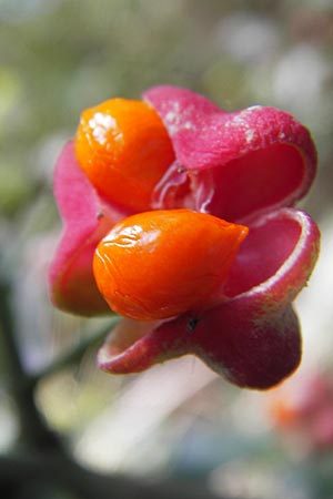 Euonymus europaeus \ Gewhnliches Pfaffenhtchen, D Mannheim 30.9.2012