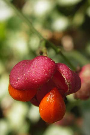 Euonymus europaeus \ Gewhnliches Pfaffenhtchen / Spindle, D Mannheim 30.9.2012