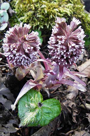 Petasites hybridus \ Gewhnliche Pestwurz / Butterbur, D Hassenbach 27.3.2014