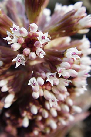 Petasites hybridus / Butterbur, D Hassenbach 27.3.2014