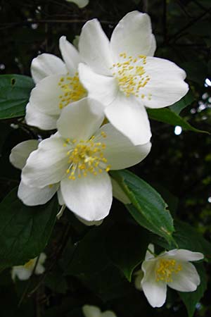 Philadelphus coronarius \ Europischer Pfeifenstrauch, Falscher Jasmin / Sweet Mock Orange, English Dogwood, D Hemsbach 27.5.2014