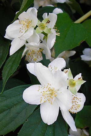 Philadelphus coronarius / Sweet Mock Orange, English Dogwood, D Obernzell an der Donau 11.6.2014