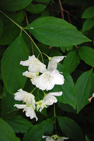 Philadelphus coronarius \ Europischer Pfeifenstrauch, Falscher Jasmin / Sweet Mock Orange, English Dogwood, D Regensburg 12.6.2014