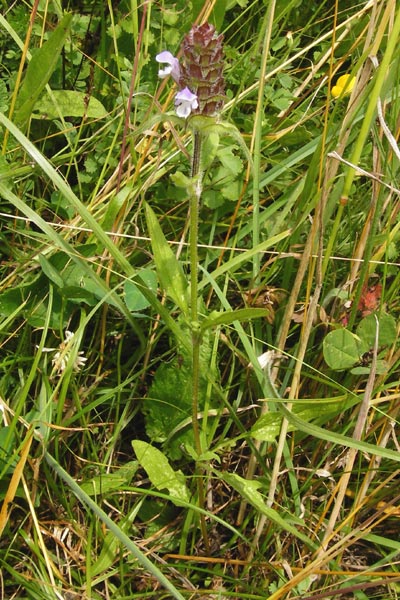 Prunella laciniata x vulgaris \ Hybrid-Braunelle / Hybrid Selfheal, D Wetzlar 5.7.2014