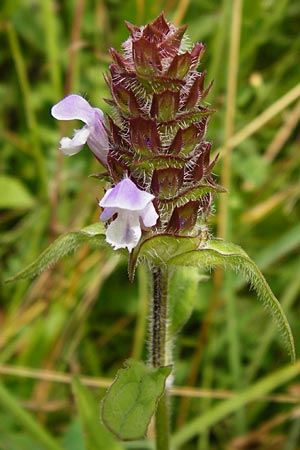 Prunella laciniata x vulgaris / Hybrid Selfheal, D Wetzlar 5.7.2014