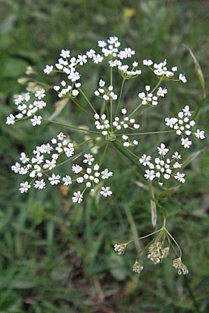 Pimpinella saxifraga \ Kleine Bibernelle / Burnet Saxifrage, D Odenwald, Unterabtsteinach 13.7.2006