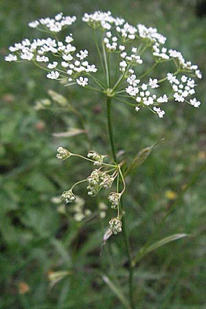 Pimpinella saxifraga \ Kleine Bibernelle / Burnet Saxifrage, D Odenwald, Unterabtsteinach 13.7.2006