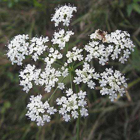 Pimpinella major \ Groe Bibernelle / Greater Burnet Saxifrage, D Odenwald, Ursenbach 14.7.2006