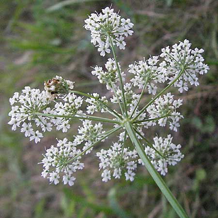 Pimpinella major / Greater Burnet Saxifrage, D Odenwald, Ursenbach 14.7.2006