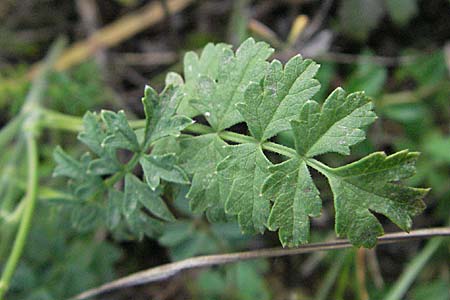 Pimpinella saxifraga \ Kleine Bibernelle / Burnet Saxifrage, D Mannheim 1.9.2006