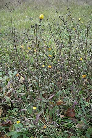 Picris hieracioides \ Gemeines Bitterkraut, D Thüringen, Sondershausen 2.11.2006