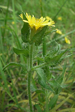 Picris echioides / Bristly Ox-Tongue, D Pfalz, Speyer 28.7.2007