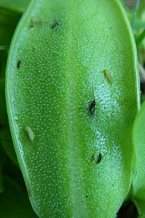 Pinguicula vulgaris \ Gemeines Fettkraut / Common Butterwort, D Schwarzwald/Black-Forest, Feldberg 29.6.2008