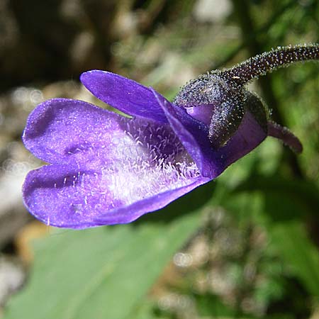 Pinguicula vulgaris \ Gemeines Fettkraut, D Schwarzwald, Feldberg 29.6.2008