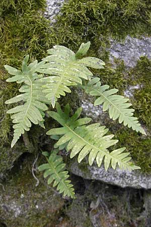 Polypodium interjectum \ Gesgter Tpfelfarn, D Hemsbach 30.3.2009