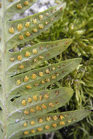 Polypodium interjectum \ Gesgter Tpfelfarn / Intermediate Polypody, D Hemsbach 30.3.2009