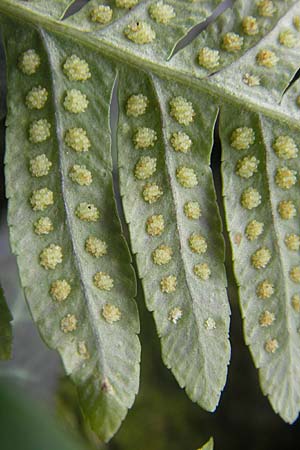 Polypodium interjectum \ Gesgter Tpfelfarn / Intermediate Polypody, D Hemsbach 30.3.2009