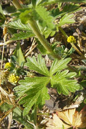 Potentilla intermedia / Downy Cinquefoil, Russian Cinquefoil, D Karlsruhe 20.5.2011