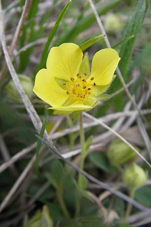 Potentilla incana \ Sand-Fingerkraut, D Eching 5.5.2012