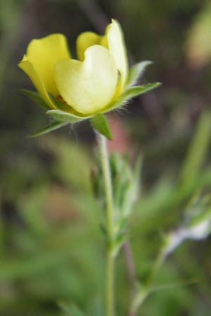 Potentilla inclinata \ Graues Fingerkraut / Grey Cinquefoil, D Heidelberg 21.7.2012