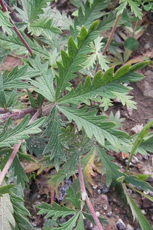 Potentilla inclinata \ Graues Fingerkraut / Grey Cinquefoil, D Heidelberg 11.6.2013