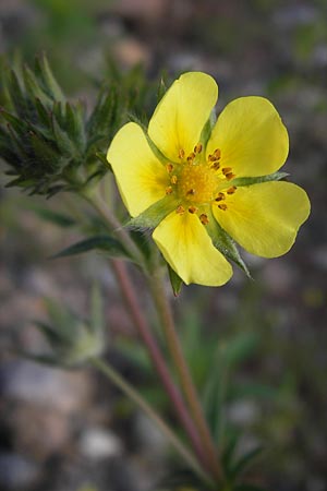 Potentilla inclinata \ Graues Fingerkraut / Grey Cinquefoil, D Heidelberg 11.6.2013