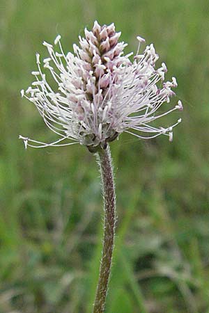 Plantago media / Hoary Plantain, D Pfalz, Landau 8.5.2006