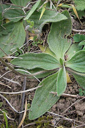 Plantago media / Hoary Plantain, D Pfalz, Landau 8.5.2006