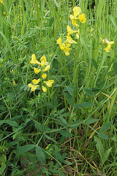 Lathyrus pratensis \ Wiesen-Platterbse / Meadow Vetchling, D Schriesheim-Altenbach 23.5.2006