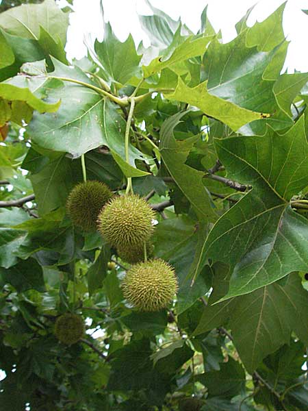 Platanus x hispanica \ Bastard-Platane / London Plane-Tree, D Mannheim 25.9.2006