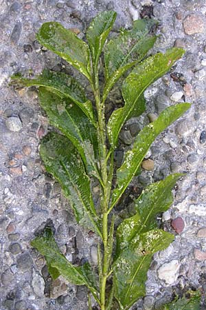 Potamogeton lucens \ Glnzendes Laichkraut, D Römerberg 28.8.2008