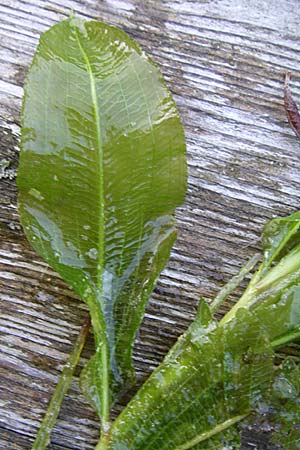 Potamogeton lucens \ Glnzendes Laichkraut, D Römerberg 28.8.2008