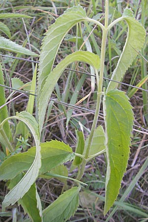 Veronica longifolia \ Langblttriger Blauweiderich, Langblttriger Ehrenpreis / Longleaf Speedwell, D Groß-Gerau 31.8.2009