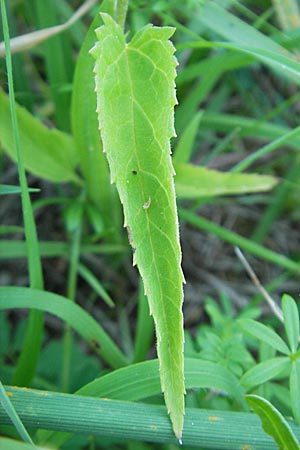 Veronica longifolia \ Langblttriger Blauweiderich, Langblttriger Ehrenpreis, D Groß-Gerau 31.8.2009