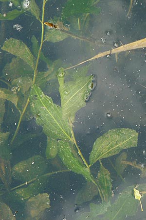 Potamogeton lucens \ Glnzendes Laichkraut, D Römerberg 28.8.2008