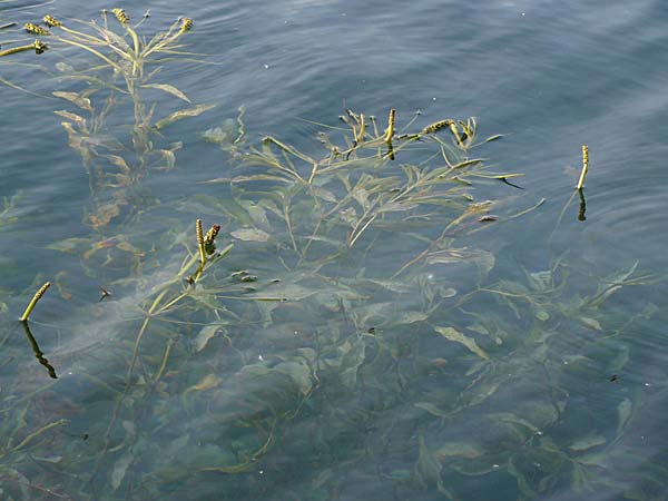 Potamogeton lucens \ Glnzendes Laichkraut, D Römerberg 28.8.2008