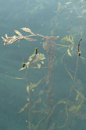 Potamogeton lucens \ Glnzendes Laichkraut / Shining Pontweed, D Römerberg 28.8.2008