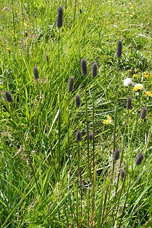 Phleum rhaeticum \ Rtisches Alpen-Lieschgras, D Immenstadt 21.6.2011